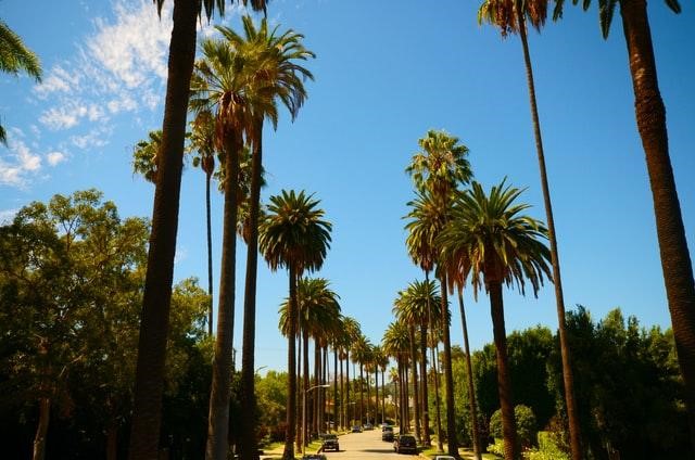 Valencia neighborhood street lined with palm trees